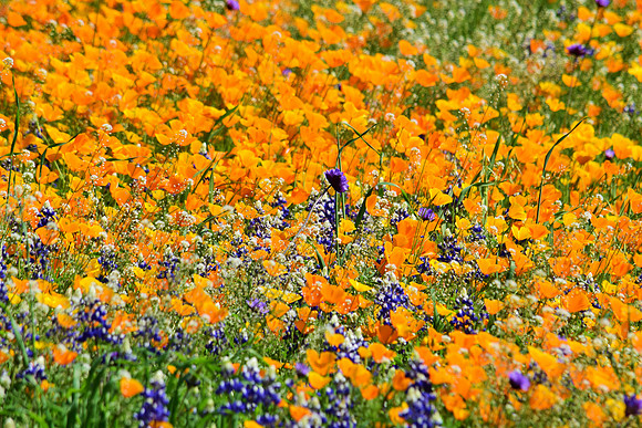 Poppy Pandemonium