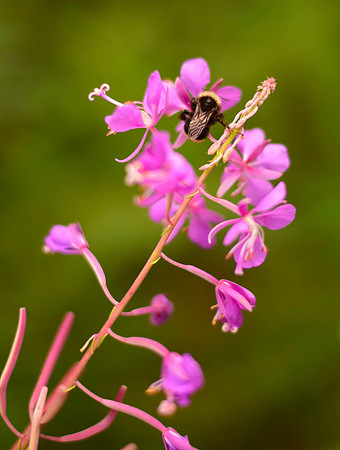 Happ-Bee!
