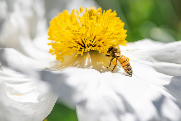 Matilija Poppy