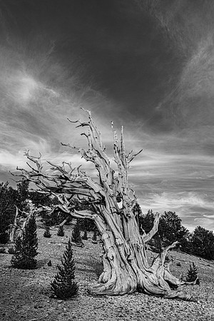 Bristlecone B&W
