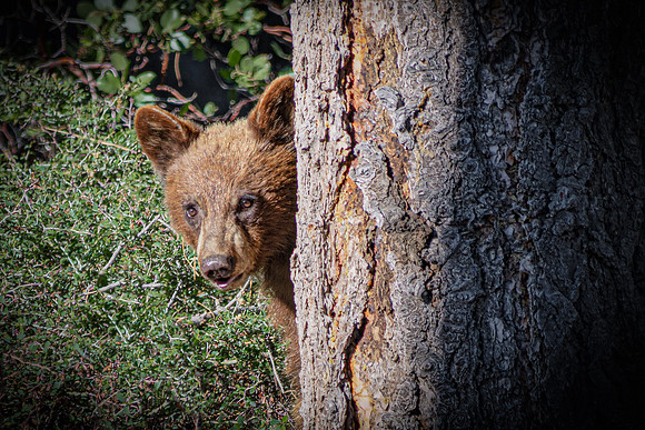 Bear