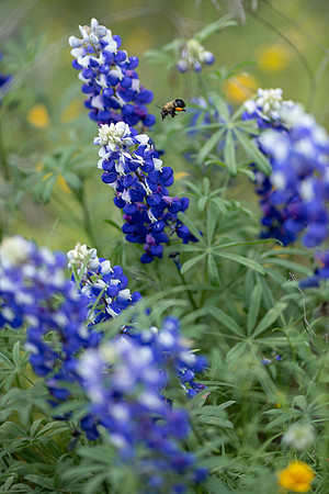 Lupine: Hang in there