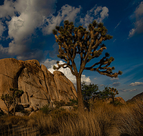 Joshua Tree