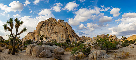 Joshua Tree Landscape
