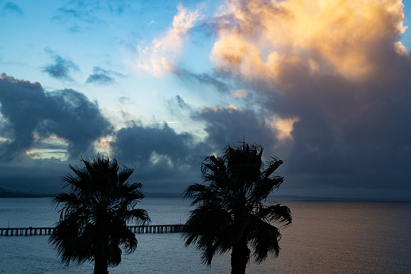 Beach Palms