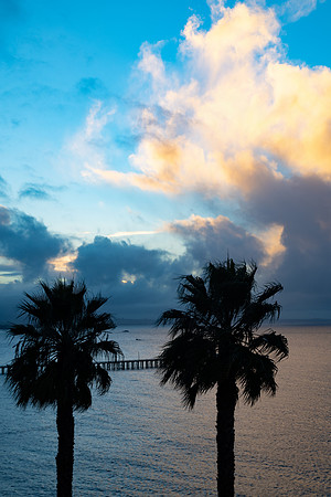 Beach Palms Vert