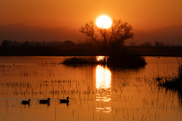 3 birds sunset print