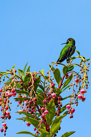 hummer