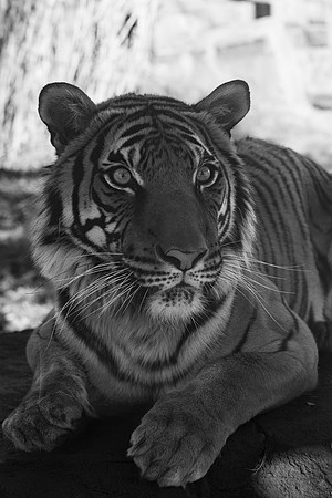tiger bw