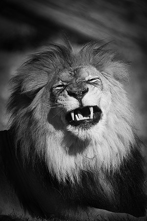 say cheese bw