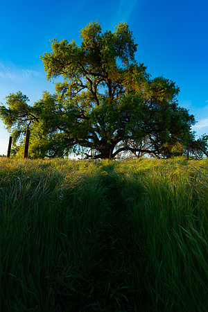 mother tree