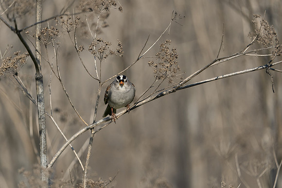 white crown sparrow 3