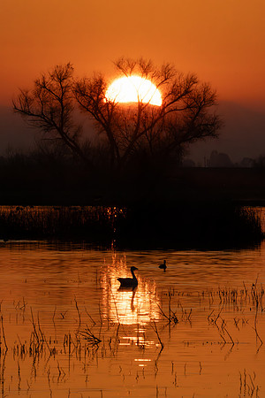 sunset goose-1