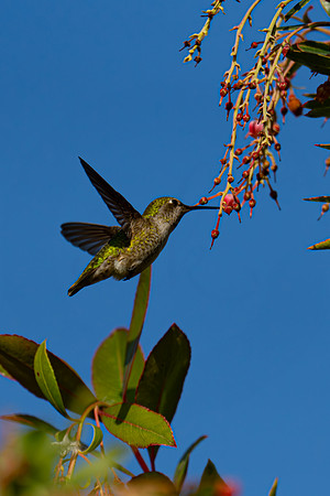 hummingbird