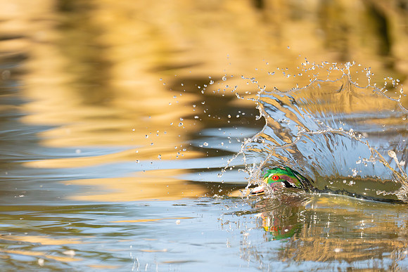 spash duck
