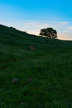 oak tree