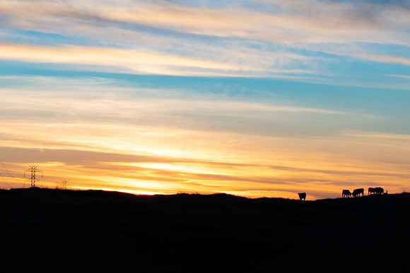 sunset cows